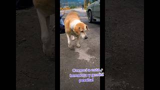 Nueva amiga animalandia amoranimal shortsfeed respetoanimal viral colombia [upl. by Rexferd381]