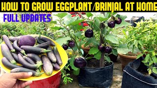 How to Grow Eggplants in Containers from Seed  Easy planting guide [upl. by Anigar43]