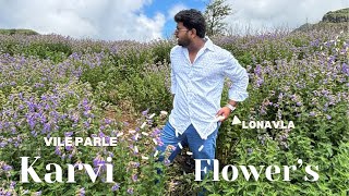 LONAVALA Karvi Flower Festival  Flowers Bloom After 7 Years  Lonavala Vlog [upl. by Orfield997]