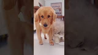 DogI fell for it狗狗：上当了 goldenretriever pets cute retriever cutedog funny [upl. by Bremen]