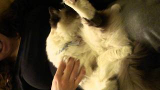 Ragdoll cat massage [upl. by Hurlbut]