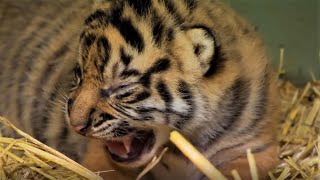 Adorable Tiger Cub Moments Part 1  BBC Earth [upl. by Gisele198]