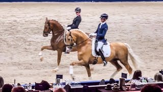 Final presentation Gelders stallions at the KWPN Stallion Competition  KWPN Stallion Show 2024 [upl. by Silenay]