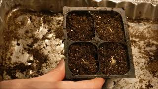 how to grow gerbera daisy from seed how to germinate gerbera daisy seeds [upl. by Zug]