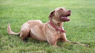 Chesapeake Bay Retrievers Working with Other Hunting Dogs [upl. by Telrats]