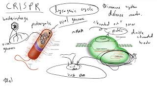 CRISPR  Theory Ethics and Challenges [upl. by Nnayr]