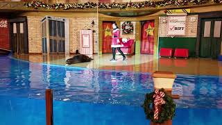 CLYDE amp SEAMORE SEALIONS CHRISTMAS SPECIAL 2018 SEAWORLD PART 4 [upl. by Aronow]