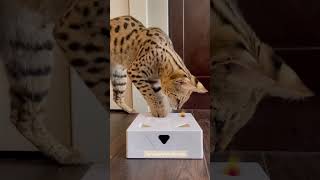 F1 Savannah cats are highly intelligent fun and loyal We have F1 savannah kittens available [upl. by Ecirahc]