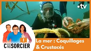 La mer  Coquillages amp Crustacés  Cest pas sorcier Intégrale [upl. by Htebharas]