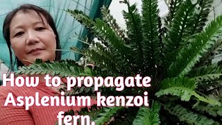 How to propagate Asplenium kenzoi fernJapanese kenzoi fern  gardening vlogManjuz farm stay [upl. by Nylrem]