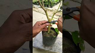 hibiscus plant grafting hibiscus hibiscusgrafting hibiscusflower plants [upl. by Batista583]