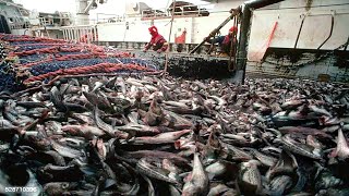 Big Net fishing Freezing Trawler Fishing Processing And Cleaning On Modern Boats [upl. by Noiro926]