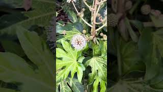 Fatsia japonica variegated blooms [upl. by Noseaj]