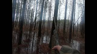 Deer hunting with dogs January 6 2024 Sussex County Va [upl. by Kakalina]