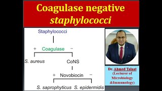 Staphylococci 7Coagulase Negative staphylococci “Medical Microbiologyquot [upl. by Avrom294]