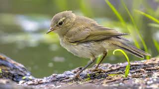 The sound of the Common Chiffchaff  Learn to recognize the Common Chiffchaff  10 Hours [upl. by Navinod478]