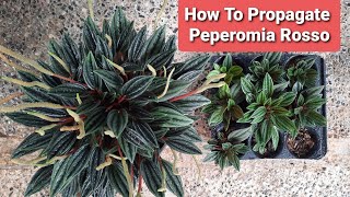 How To Propagate Peperomia Rosso with Updates [upl. by Tnomel]