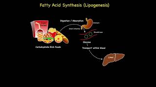 Fatty Acid Synthesis Lipogenesis [upl. by Aerdnu782]