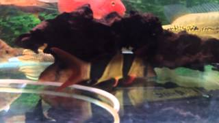 Jumbo Clown Loach For Sale [upl. by Mckale]