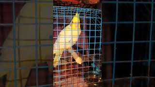 blue parrot talking video ॥ mummy karne wala parrot ॥ female parrot voice mithu 👉 live [upl. by Eillod356]