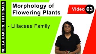 Morphology of Flowering Plants  NEET  Liliaceae Family  Neela Bakore Tutorials [upl. by Enitsua]