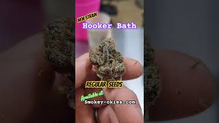 Hooker Bath strain is now available in Regular Seeds [upl. by Anih]