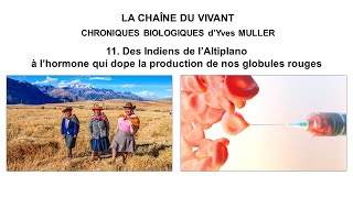 11 Des Indiens de l’Altiplano à lhormone qui dope la production de nos globules rouges [upl. by Aitekram]