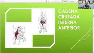 SEMINARIO GRATUITO SOBRE LAS CADENAS MUSCULARES 141020 [upl. by Ecirbaf]