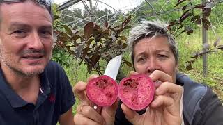 BecomingFilipino  Miracle Fruit Calabash [upl. by Quita384]