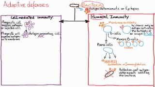 Immune responses Adaptive Humoral vs CellMediated [upl. by Kersten614]