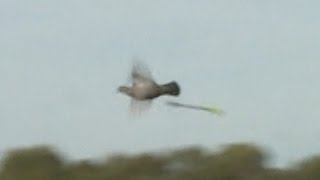 Bird Taking Off at 20000 fps 213 milliseconds Raw Video  Smarter Every Day 197 [upl. by Blondelle]