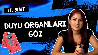 9 GÖZ  DUYU ORGANLARI 1  11 SINIF  AYT BİYOLOJİ DERS NOTLARI  2024 [upl. by Morville]