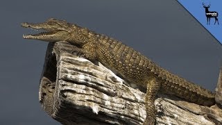 Crocodiles Can Climb Trees [upl. by Lerej]