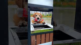 Funny dog Chinese video shorts [upl. by Vaenfila]