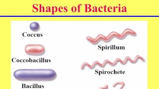 الاشكال المختلفة للبكتيريا Shapes of Bacteria [upl. by Wolfram]