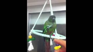 Conure pyrrhura molinae dressage [upl. by Terrag]