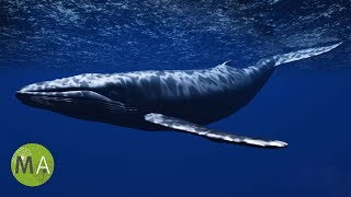 Underwater Whale Sounds  Full 60 Minute Ambient Soundscape [upl. by Vasiliki]