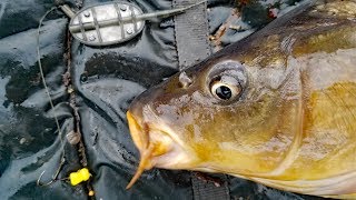 How to catch carp in summer Carp fishing bait carp rigs tips and techniques [upl. by Jed]