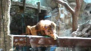 Lions at the MGM Grand Las Vegas Nevada [upl. by Saw]