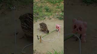 Unique method quail bird trap idea shortsviral animaltrap birds [upl. by Oeflein]