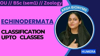 classification of phylum echinodermata  Osmania University  BSc ZOOLOGY  sem 1  humera [upl. by Assena]