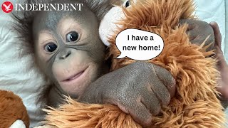 Adorable baby orangutan welcomed by UK monkey sanctuary [upl. by Mannes]