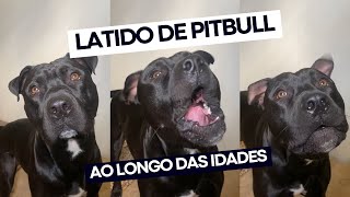 Latido de Pitbull ao longo das idades infância adolescência e adulto  Evolução do Latido de Pit [upl. by Antoine]