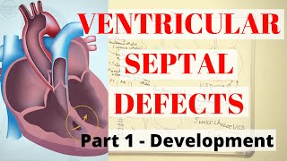 VENTRICULAR SEPTAL DEFECTS PART1 Development [upl. by Rehpitsirhc112]