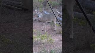 Controlling CWD in deer hunteradvantage huntersadvantagepodcast [upl. by Niotna]