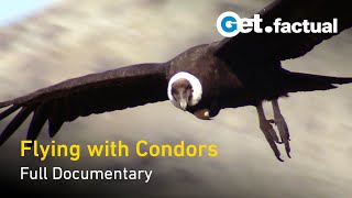 Flying With Condors  Full Documentary [upl. by Adiel]