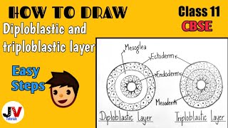 Diploblastic and triploblastic layer diagramGerminal layers diagramClass 11Biology [upl. by Allissa]