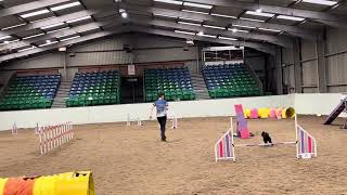 Will amp Brave Inspire 2024 Day 2 Agility Clear round  1st place willbacchuscom [upl. by Ellehsat]