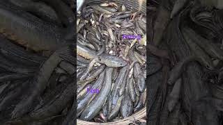 fishing videos telugu kurameen fishs small fishes 🐟 🐟🐟🐟like subscribe [upl. by Winn643]