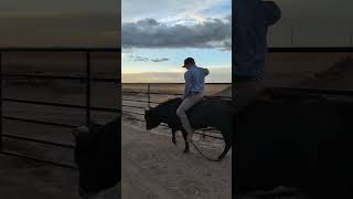 When team ropers ride bulls [upl. by Lunt]